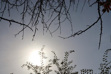 silhouette of a tree
