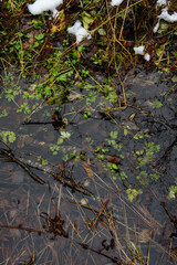 Forest pond in the late autumn