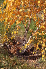 autumn leaves on the ground