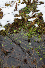 Obraz premium Forest pond in the late autumn