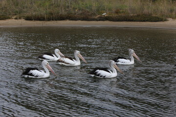 group of pelicans close up, Australia, Down under