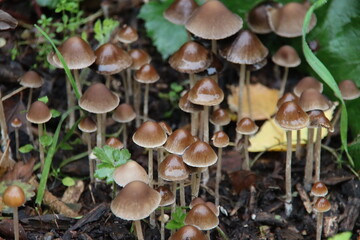 Psathyrella conopilus fungi with brown pointed head