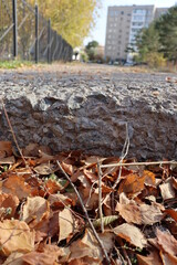autumn leaves on the ground