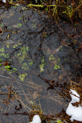 Forest pond in the late autumn
