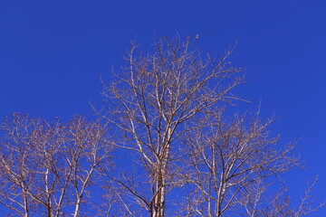 tree in winter