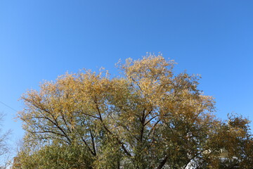 autumn trees in the park