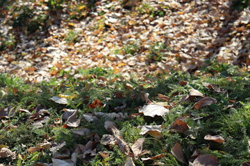 leaves on the ground