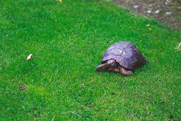 Pet tortoise on a lush green grass lawn