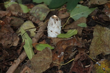 shaggy ink cap or lawyers wig (Coprinus comatus) common fungus in the grass