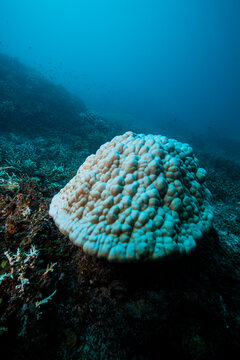 Bleached And Dying Coral Reef