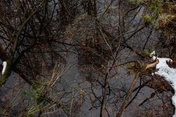Forest pond in the late autumn