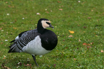 Nonnengans, barnacle goose (Branta leucopsis)