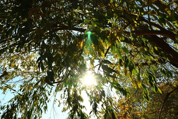 sun and tree