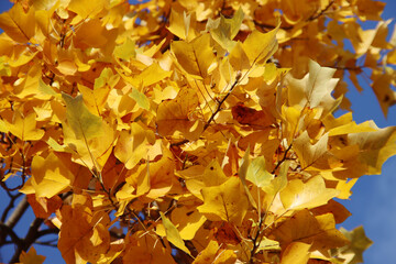 Yellow leaves of the birch tree during the autumn