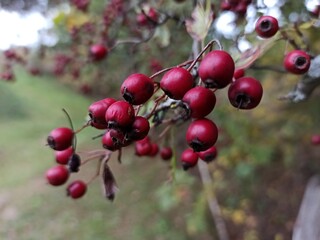 red berries on a bush