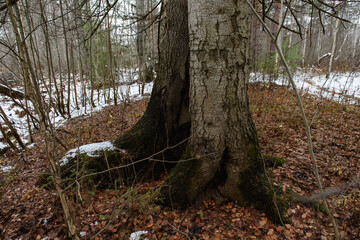 Late autumn landscape