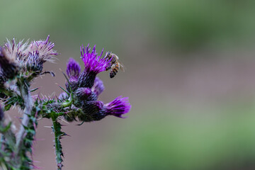 macro