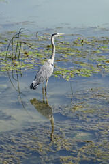 Héron cendré à l'affût