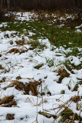 Late autumn landscape