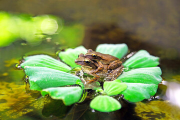 two frogs together.  mating in tropical.  frogs love. baby frog. frogs making babies.  frogs family