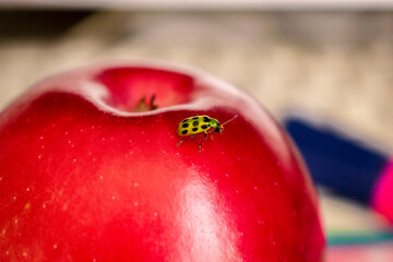 Coccinelle verte sur une pomme