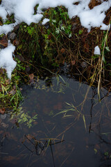Forest pond in the late autumn