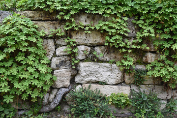 Mur de jardin couvert de plantes