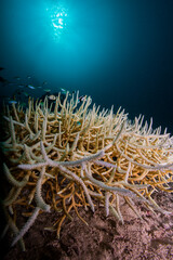 Bleached and dying coral reef © Lightning Strike Pro