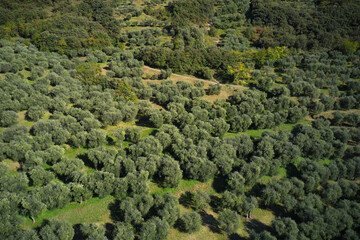 Aerial view of olive trees. Top view of the olive tree plantation. Italian olive tree gardens.