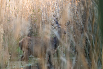 Jeleń Cervus elaphus schowany za trzcinami, ekosystem, ostoja i środowisko naturalne jelenia © PeterG