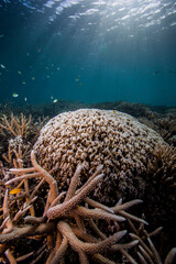 Bleached and dying coral reef