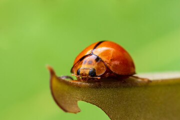 Close up Ladybug on the tops of leaves.