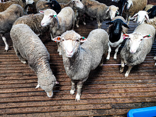 sheep in the slaughterhouse