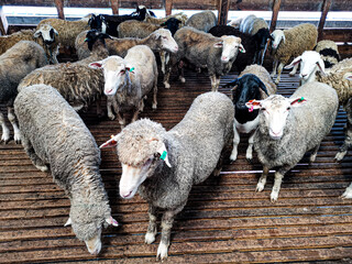 sheep in the slaughterhouse
