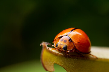 Close up Ladybug on the tops of leaves.