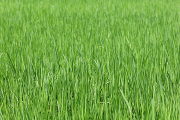 Green rice field and land in countryside at thailand