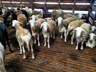 sheep in the slaughterhouse