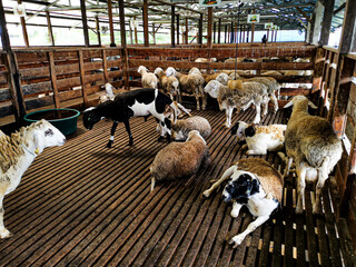 sheep in the slaughterhouse