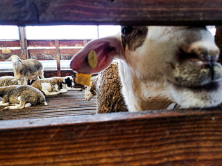 sheep in the slaughterhouse