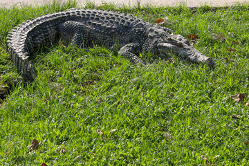 The thai crocodile rest on the garden