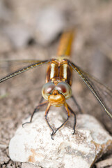 Macro Close up Of A Female Keeled Skimmer Dragonfly, Orthetrum coerulescens, Showing Detail Of It's Compound Eye.UK