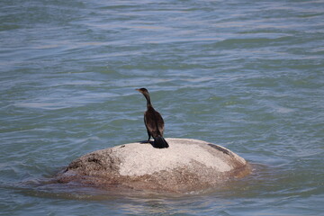 cormorant in flight.