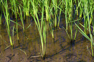 Close up Green rice field and land in countryside at thailand