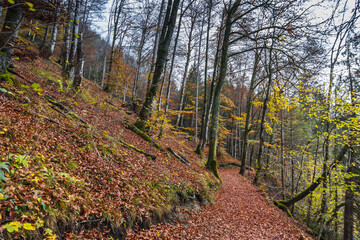 colorful forest with lot leaves in autumn