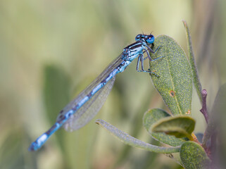 Rare Southern Damselfly, Coenagrion mercuriale, Perched On A Leaf, Crockford Stream UK