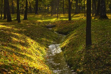 Fototapeta premium autumn in the park