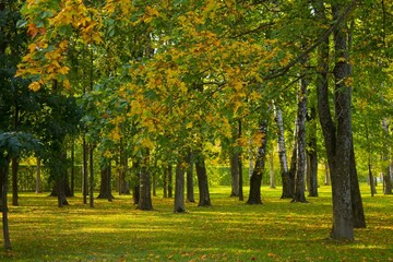 Naklejka premium autumn in the park