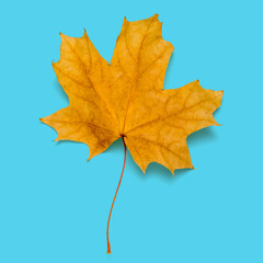 Yellow maple leaf on a blue background.