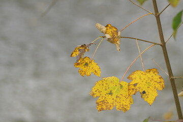 Herbstliches Motiv bei gutem Wetter mit isolierten welk werdenden Blättern