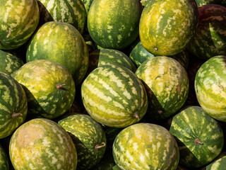 green watermelons at the agricultural fair